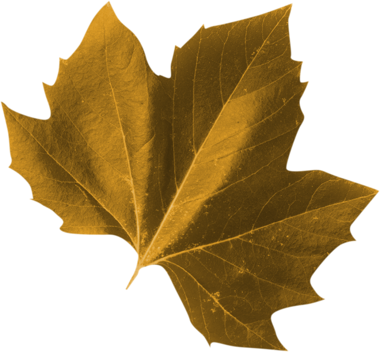  autumn leaves, overlay, png, leaf, nature, backgrounds, plant, autumn, design, abstract, tree