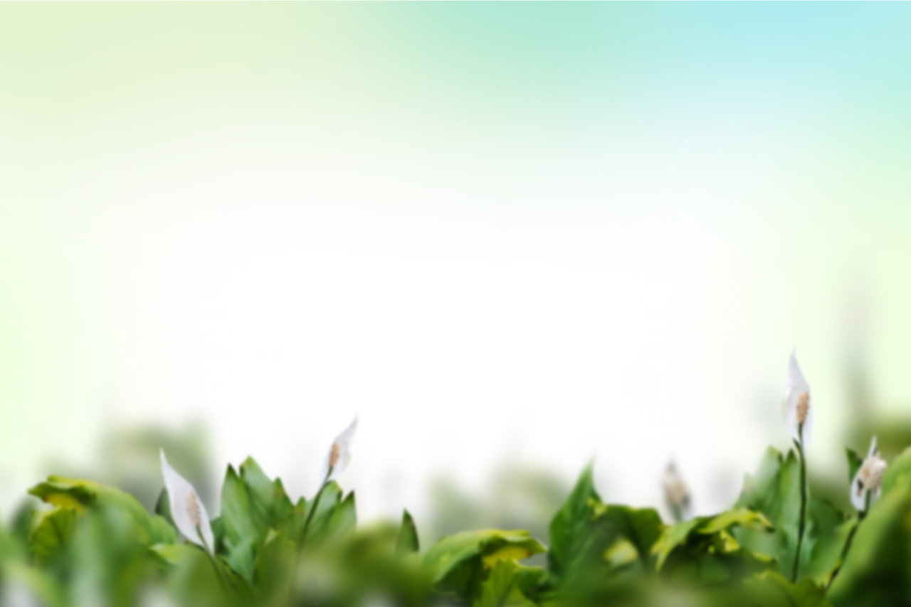 painted flowers,blur,background,overlay,png,nature,backgrounds,illustration,green color,vector,grass,leaf,plant,summer,outdoors,abstract,design,tree