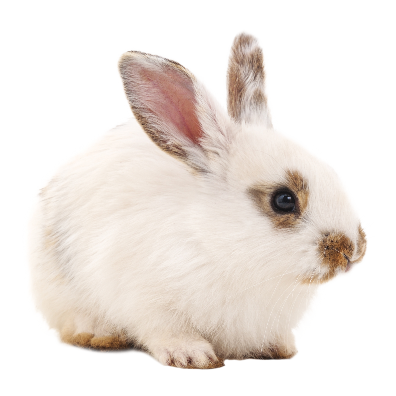 🥇 Image of rabbit cute overlay bunny animal png pets - 【FREE PHOTO ...