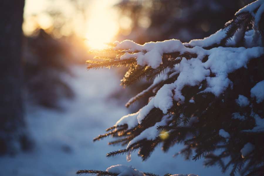 Bosque, invierno, Suecia, árboles, nieve, puesta de sol, pino,
