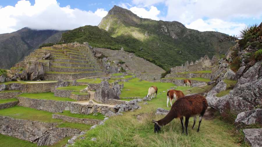 Machu Pichhu; Cusco; Perú, inca, montaña, pasto, aire libre, naturaleza, lugar famoso, ruina antigua, paisaje, arqueología, animal, culturas, viajes, antiguo, color verde, civilización antigua, cultura indígena,