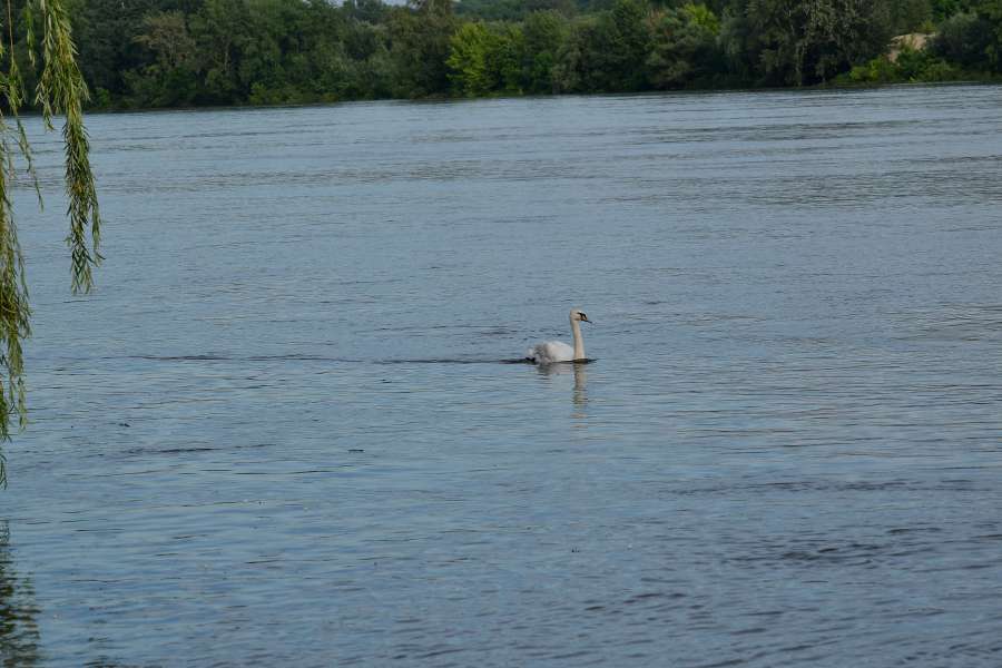 río, orilla del río, cisne, natación, desierto