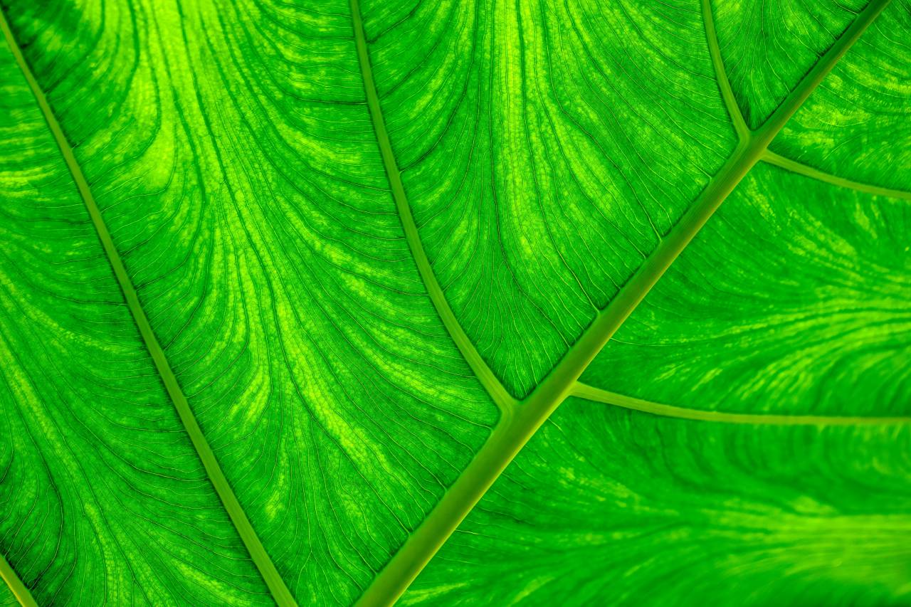 rib;leave;Macro photography,leaf,nature,pattern,plant,green color,close-up,backgrounds,freshness,botany,abstract,macro,environment,summer,growth,organic,tree,forest, 