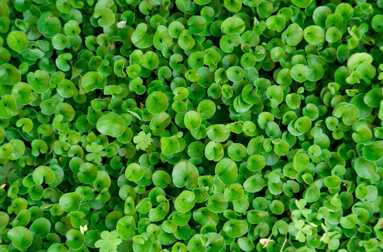 dichondra,nature,green color,backgrounds,leaf,plant,freshness,close-up,summer,growth,outdoors,pattern,forest,springtime,grass,environment,macro, 