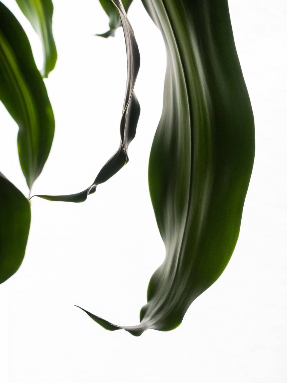 planta;Dracaena fragrans,natureza,cor verde,folha,close-up,planos de fundo,planta,resumo,frescura,macro,