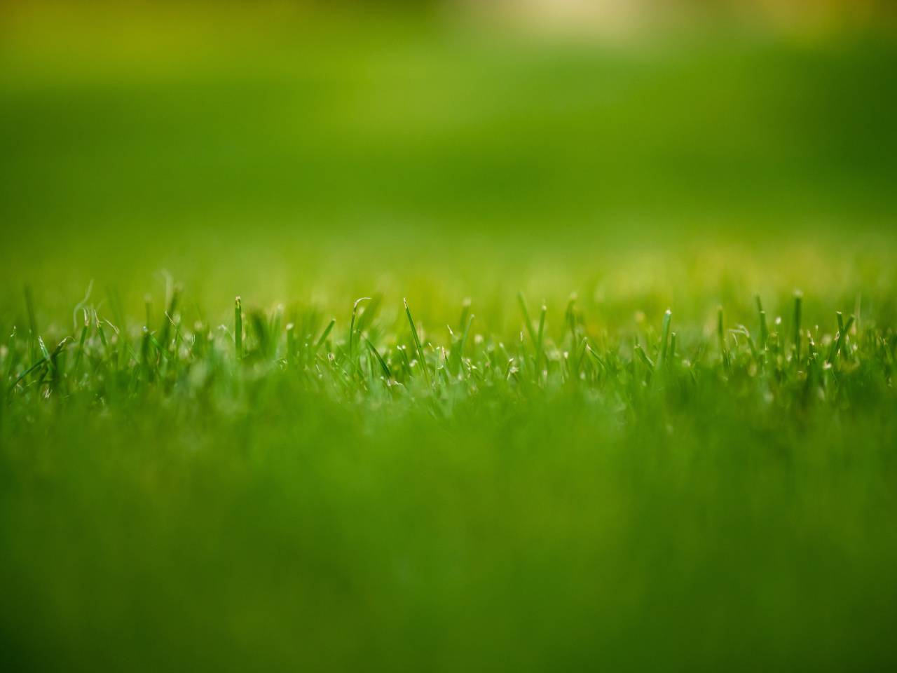 hierba;jardín,naturaleza,hierba,color verde,verano,primer plano,frescura,fondos,al aire libre,prado,planta,macro,crecimiento,medio ambiente,primavera,patrón,césped,resumen,día,hoja,enfoque selectivo,