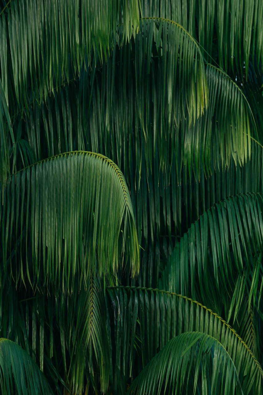 hojas de palma,naturaleza,hoja,color verde,fondos,planta,verano,clima tropical,árbol,palmera,bosque,patrón,al aire libre,primer plano,frescura,palmera de coco,crecimiento,belleza en la naturaleza,selva tropical,rama ,abstracto,