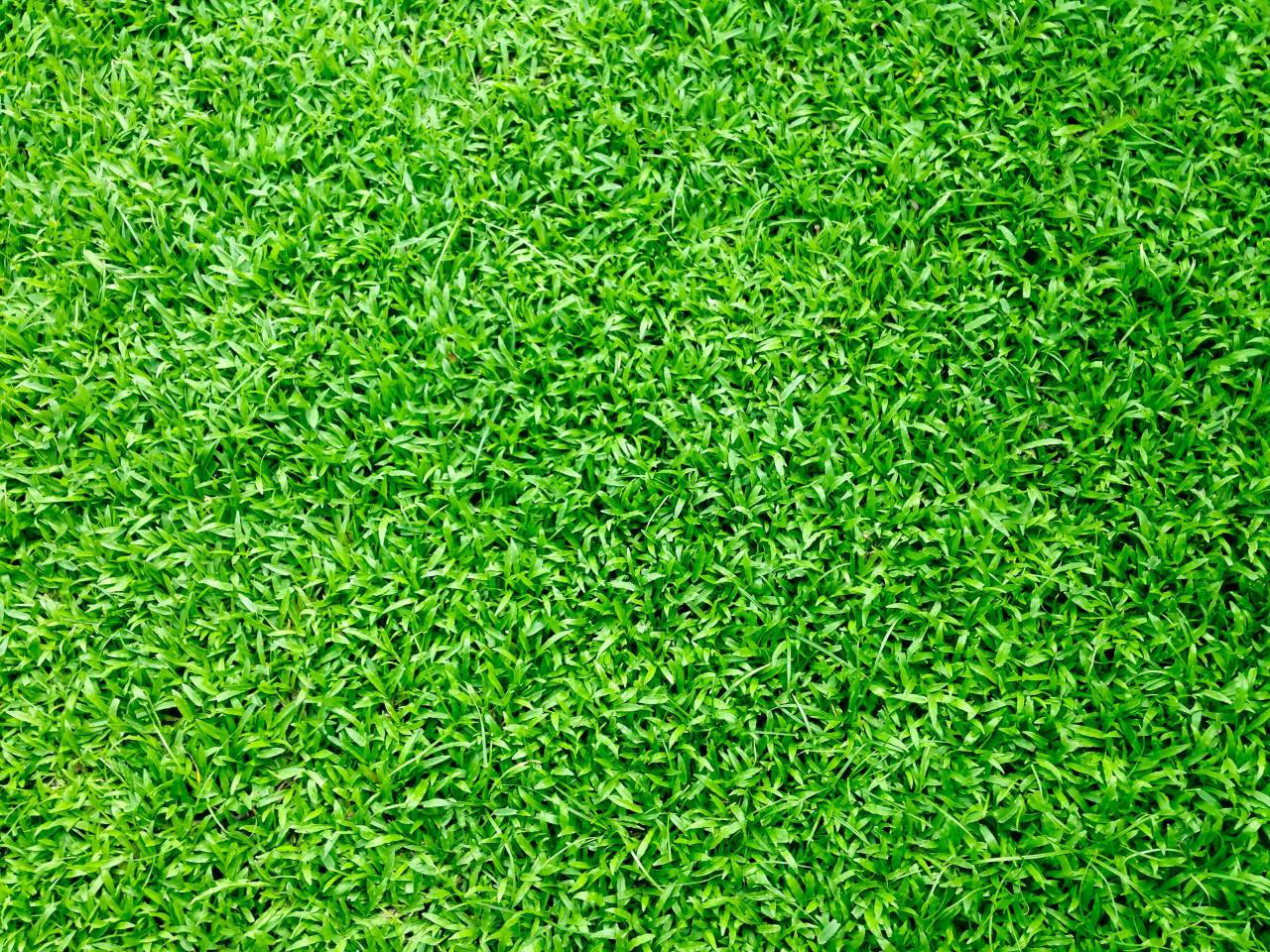 fondo;hierba,hierba,césped,naturaleza,prado,fondos,césped,ningún pueblo,área de césped,patrón,al aire libre,campo agrícola,tierra,planta,color verde,frescura,primer plano,crecimiento,verano,artificial,medio ambiente, resumen,deporte,diseño,conservación del medio ambiente,primavera,estilos de vida,alfombra,decoración,telón de fondo,patio delantero o trasero,