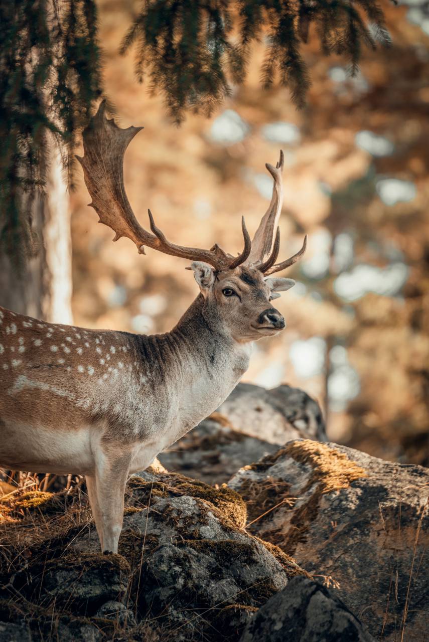 deer,animal,nature,deer,outdoors,animals in the wild,mammal,horned,forest,stag, 