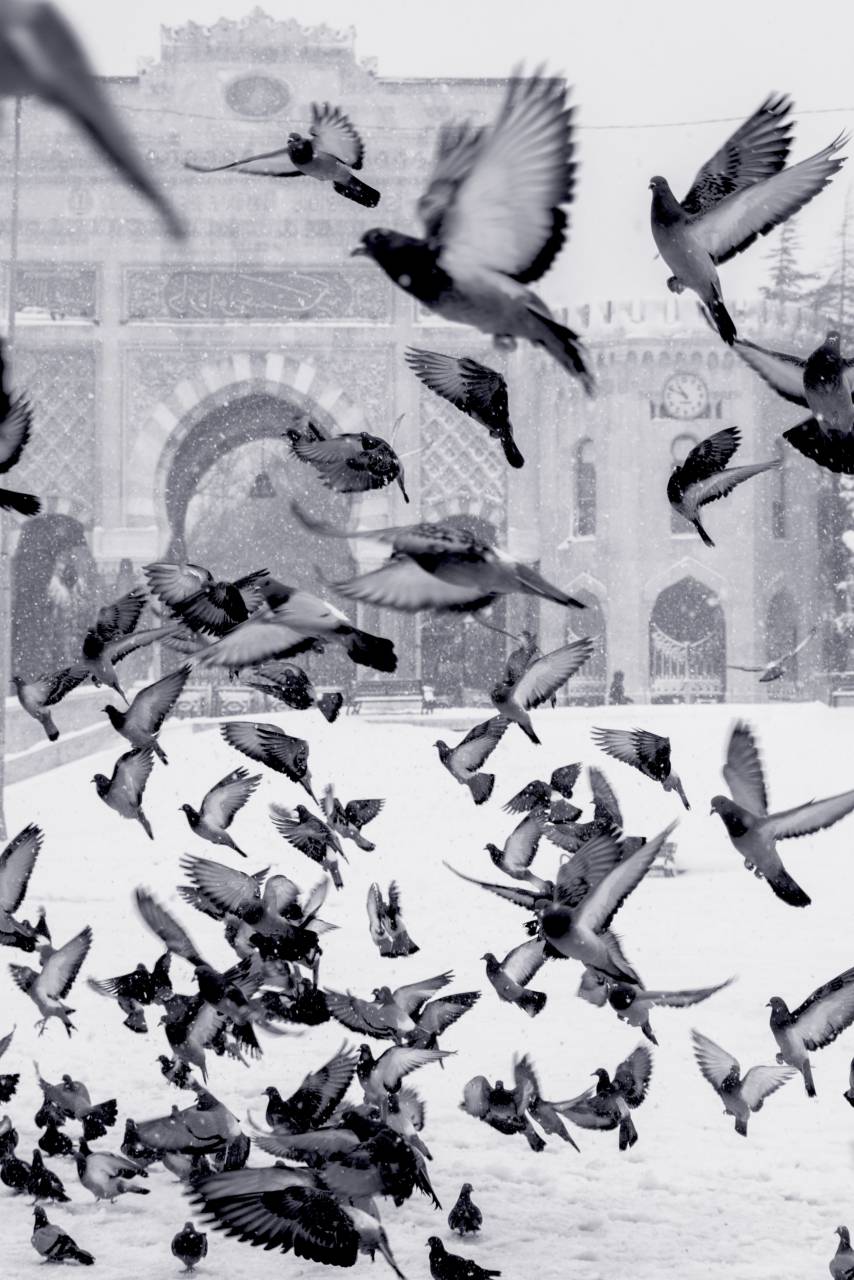 pigeons;square,flying,animal,nature,pigeon,group,animals,seagull, 