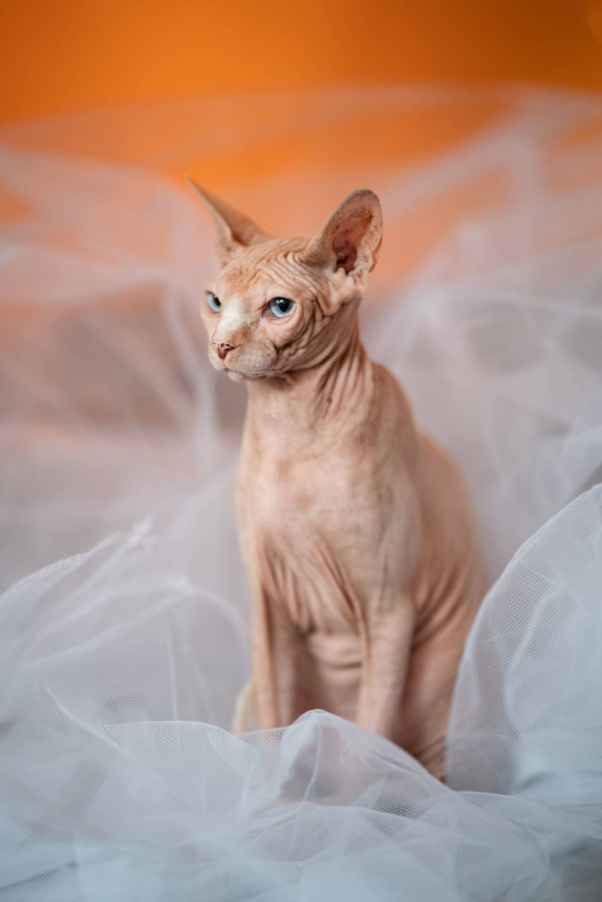 cat;hairless,animal,pets,cute,kitten,domestic cat,feline,mammal,domestic animals,whisker,small,young animal,looking, 