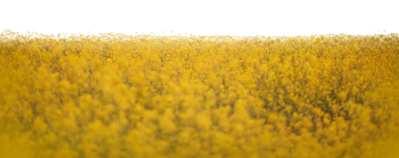 template, sunlight, png, abstract, mockup, flower, foliage, background, effect, realistic, transparent, blurred, park, overlay