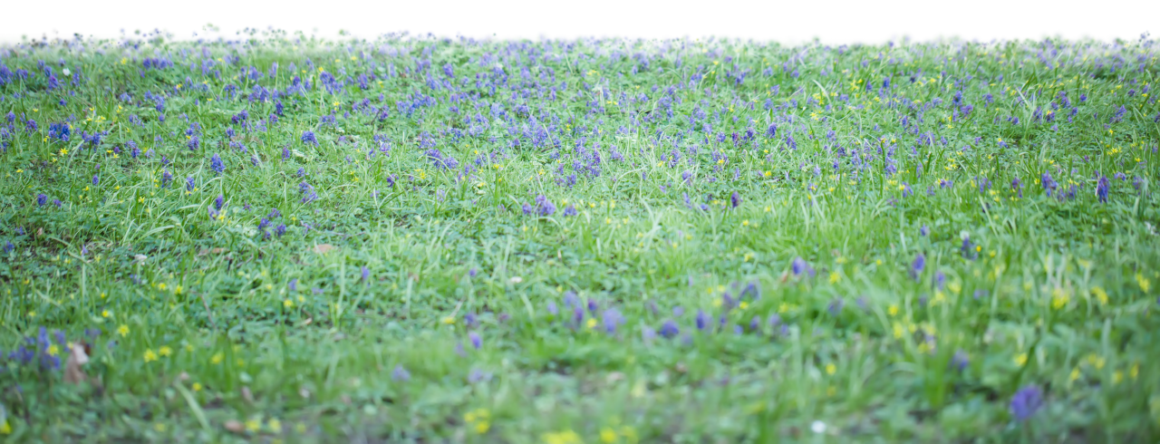 template, sunlight, png, abstract, mockup, flower, foliage, background, effect, realistic, transparent, blurred, park, overlay
