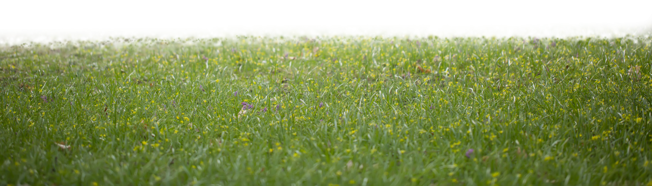 template, sunlight, png, abstract, mockup, flower, foliage, background, effect, realistic, transparent, blurred, park, overlay, wild flowers, 