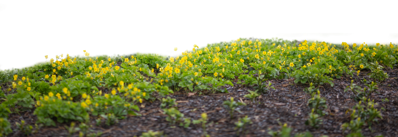wild flowers, template, sunlight, png, abstract, mockup, flower, foliage, background, effect, realistic, transparent, blurred, park, overlay