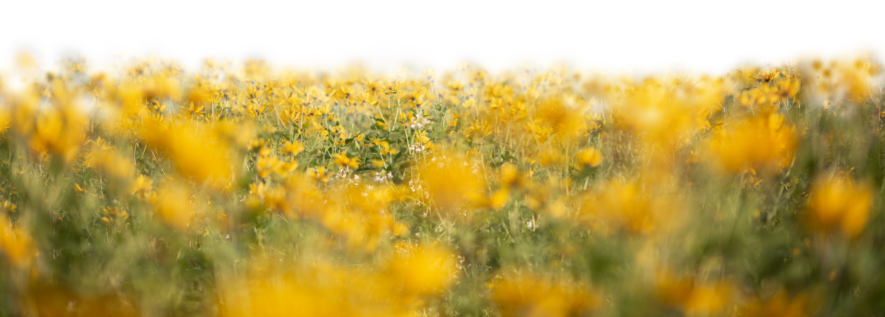 template, sunlight, png, abstract, mockup, flower, foliage, background, effect, realistic, transparent, blurred, park, overlay, wild flowers