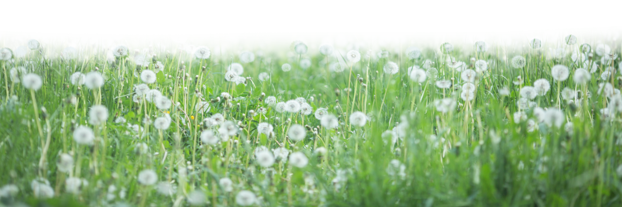 template, sunlight, png, abstract, mockup, flower, foliage, background, effect, realistic, transparent, blurred, park, overlay, wild flowers, dandelion, 