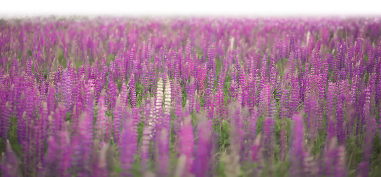 template, sunlight, png, abstract, mockup, flower, foliage, background, effect, realistic, transparent, blurred, park, overlay, lavander, purple, violet, 