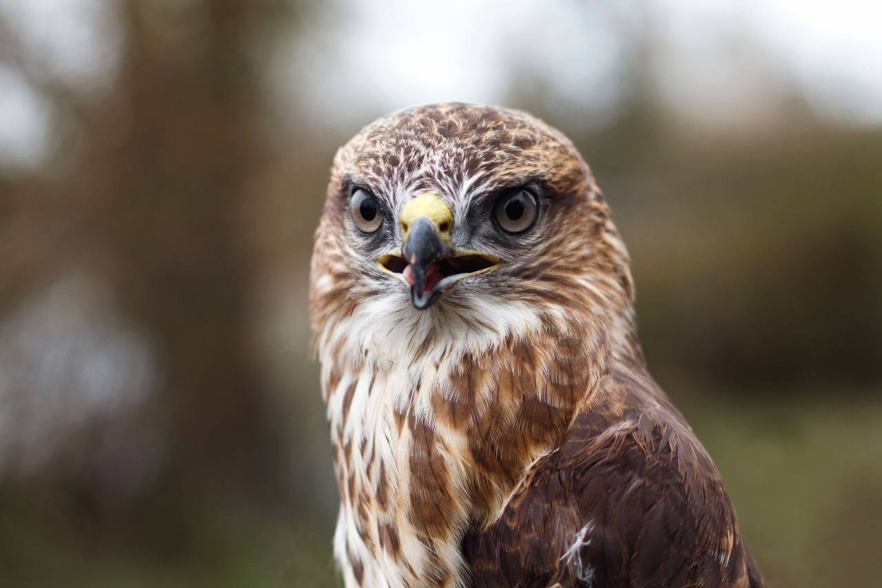 bird, beak, feather, animal, fly, owl, eyes
, 