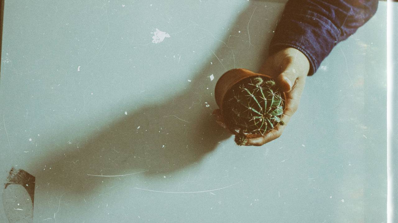 Cactus, planta, espina, verde, naturaleza, olla, mesa, mano,