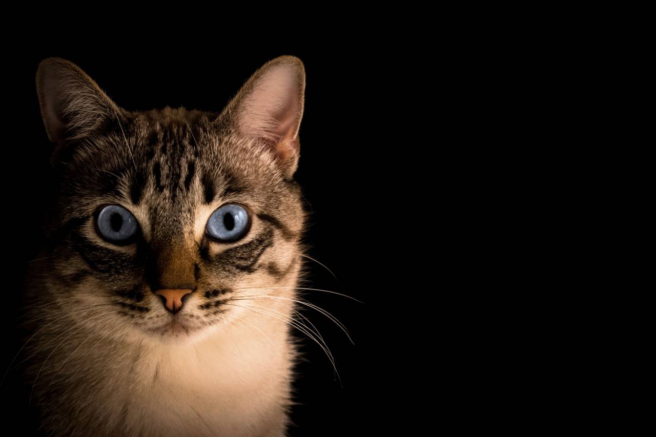 cat, animal, kitten, pet, eyes, whiskers, ears
, 
