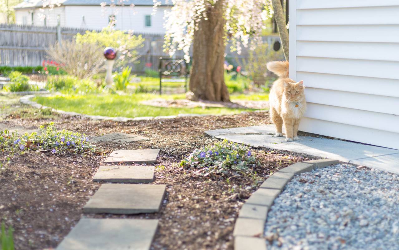 Gato, animal, al aire libre, felino, doméstico, casa, patio, césped, suciedad, patio, mascota, kitty, piel,
