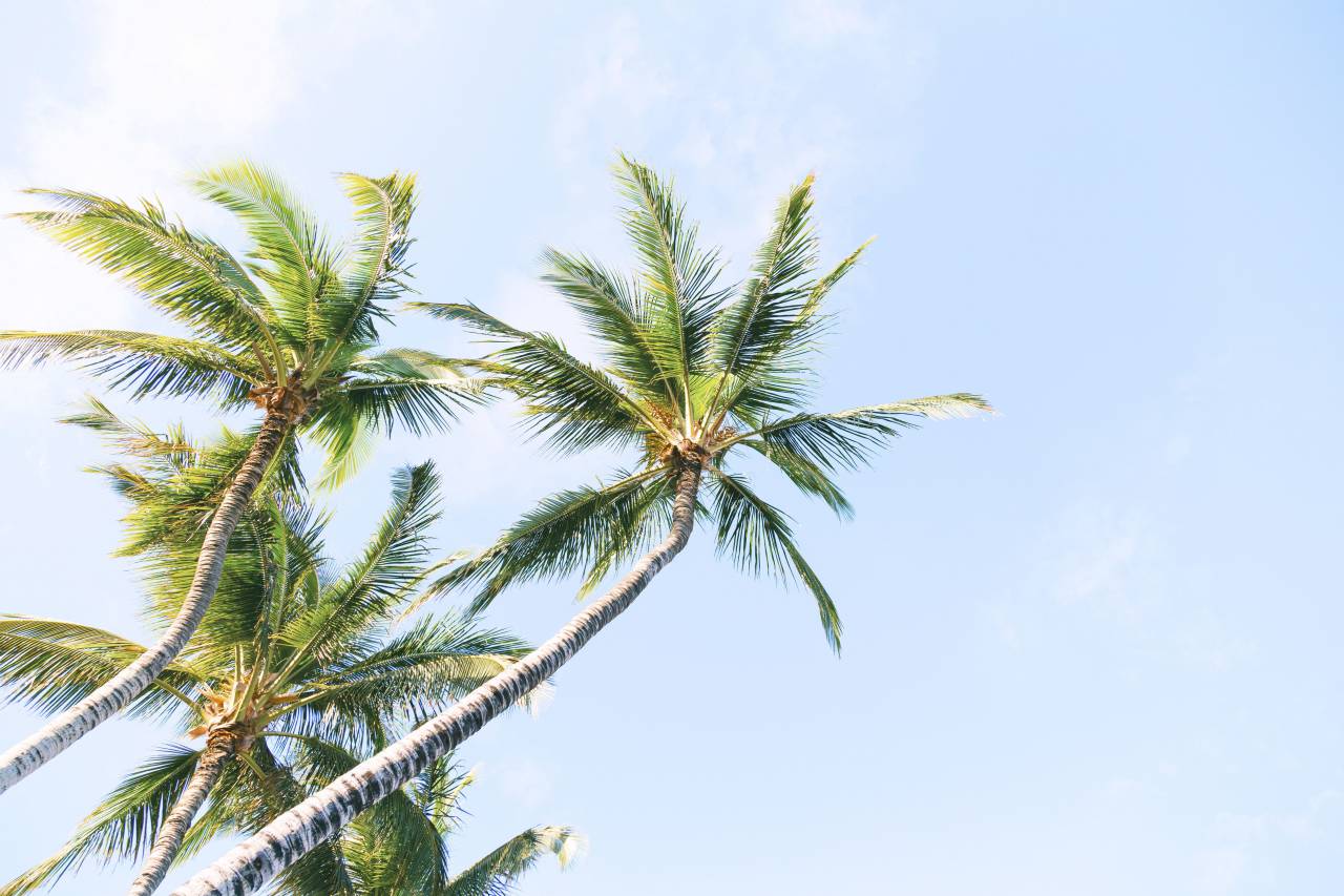 coconut, tree, plant, nature, farm, blue, sky
, 