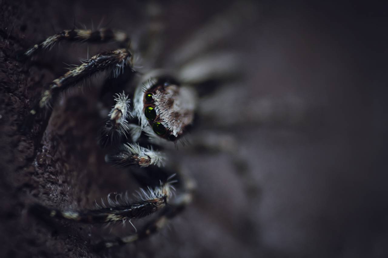 creepy, animal, insect, outdoor, spider, blur, spiderweb, macro
, 
