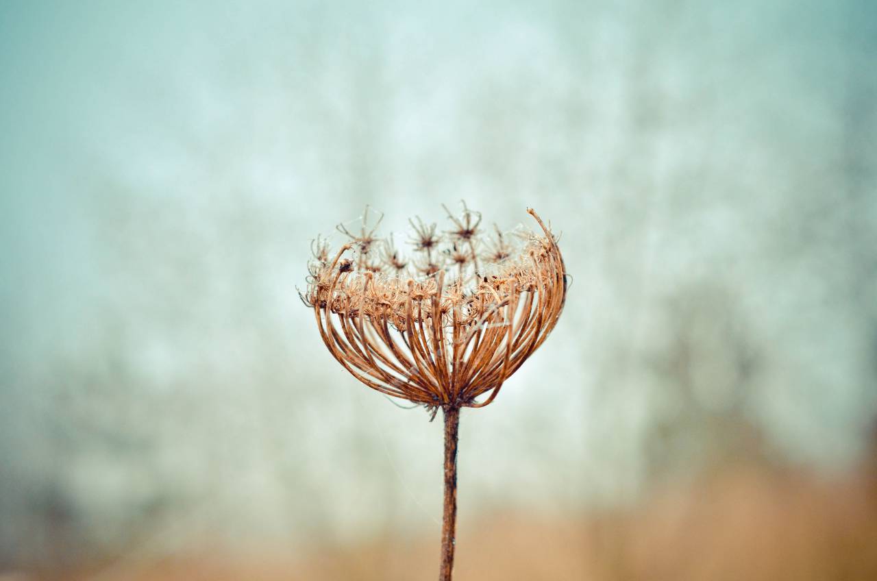 dandelion, flower, plant, nature, stem, blur, outdoor
, 