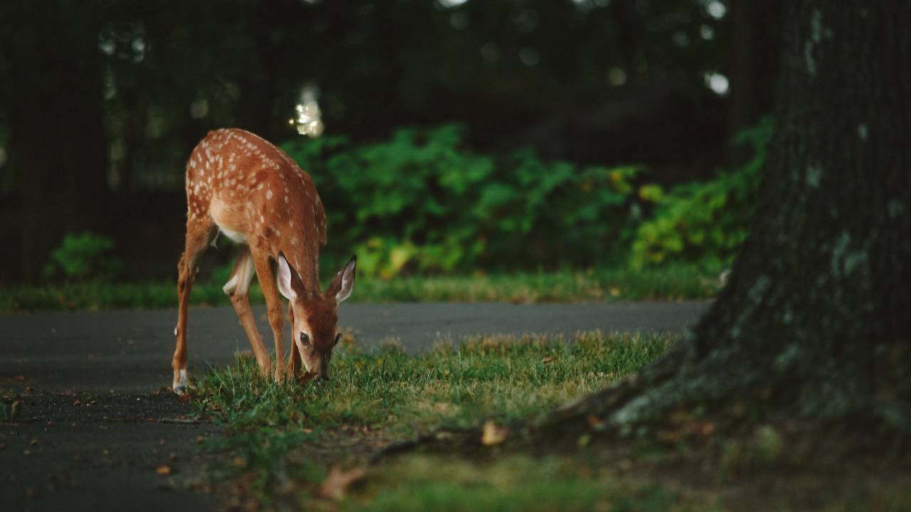 Ciervos, animales, cuerno, vida silvestre, bosque, verde, césped, árbol, camino, al aire libre, naturaleza,
