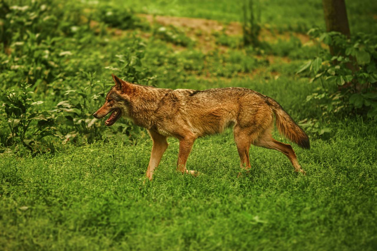 dog, animal, german sheperd, mammal, pet, green, grass, park, brown
, 