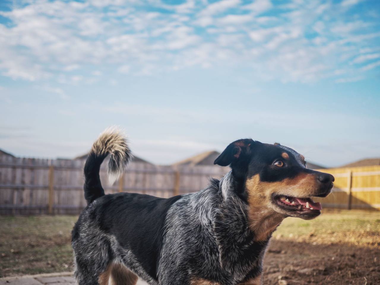 dog, puppy, blue heeler, backyard, sky, fence, happy
, 