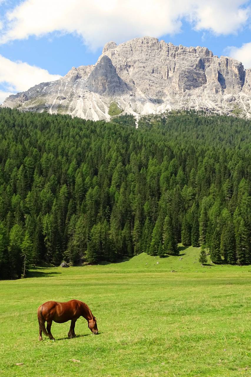 agricultura, pastar, montaña, pastoral, colina, verde, azul, paisaje, caballo, cielo, paisaje, ver, turismo, bosque, prado, rural, rancho, naturaleza, destino, verano, pico, campo, distancia, Bronc, tierras altas roca, animal de granja, árbol, nube, val,