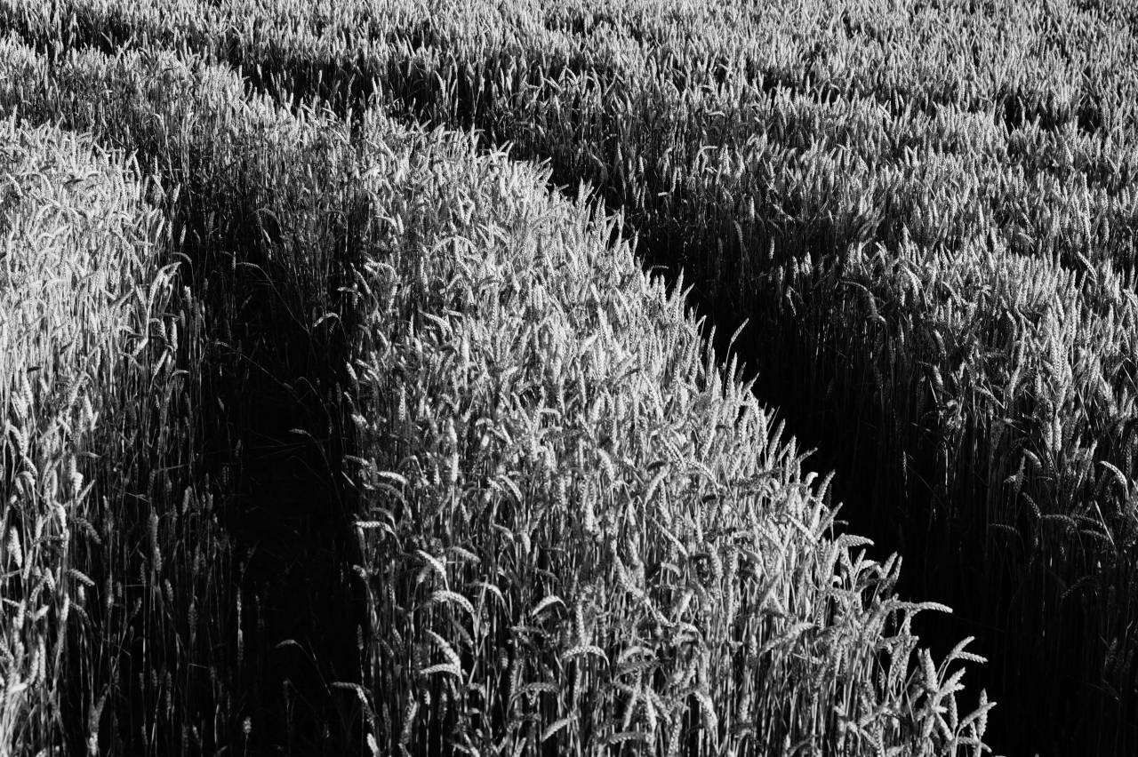 field, grass, crops, rice, plantation, black and white, monochrome
, 