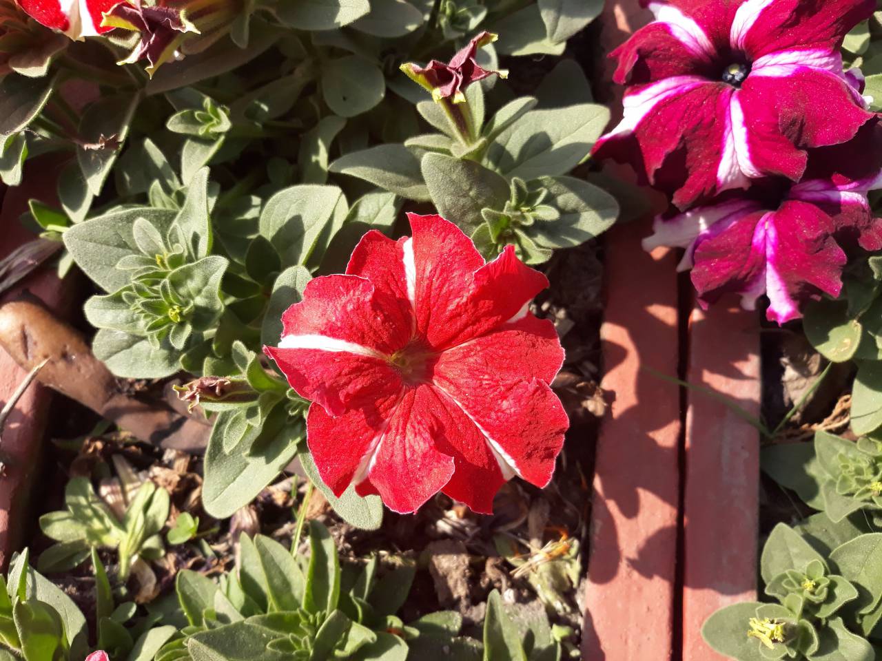 Flores, jardín, luz del sol, naturaleza, al aire libre, fresco, crecimiento, primavera,