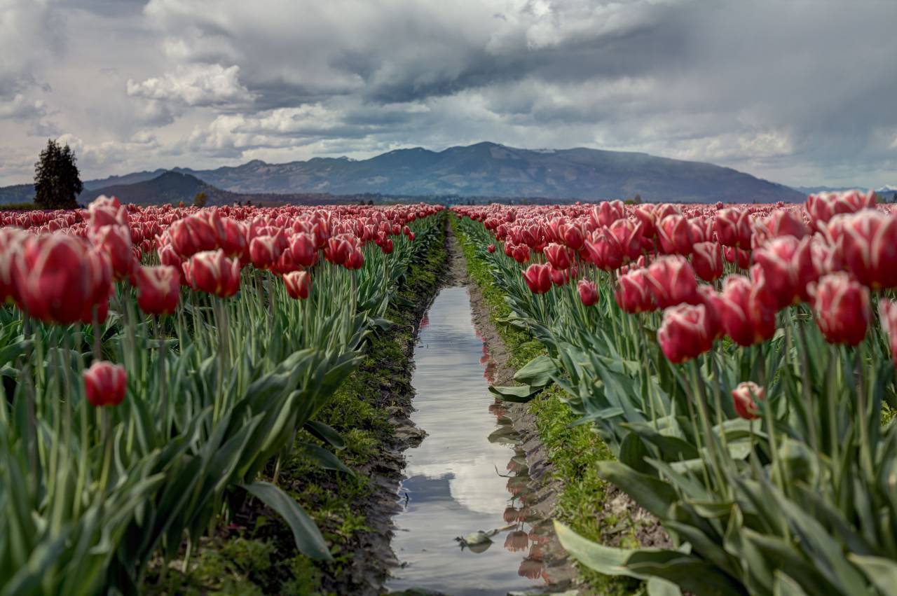 Flores, naturaleza, flores, campo, jardín, paisaje, hojas, reflexión, arroyo, montañas, nubes, rojo, verde