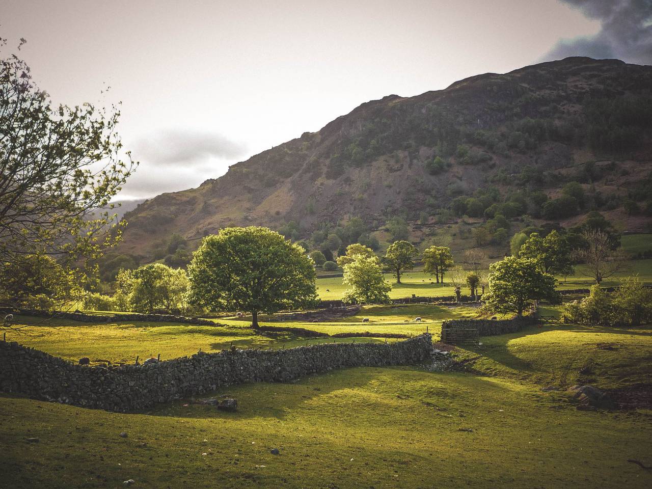 verde, campo, césped, naturaleza, exterior, paisaje, tierras altas, montaña, árboles, planta, exterior, viajes, granja,