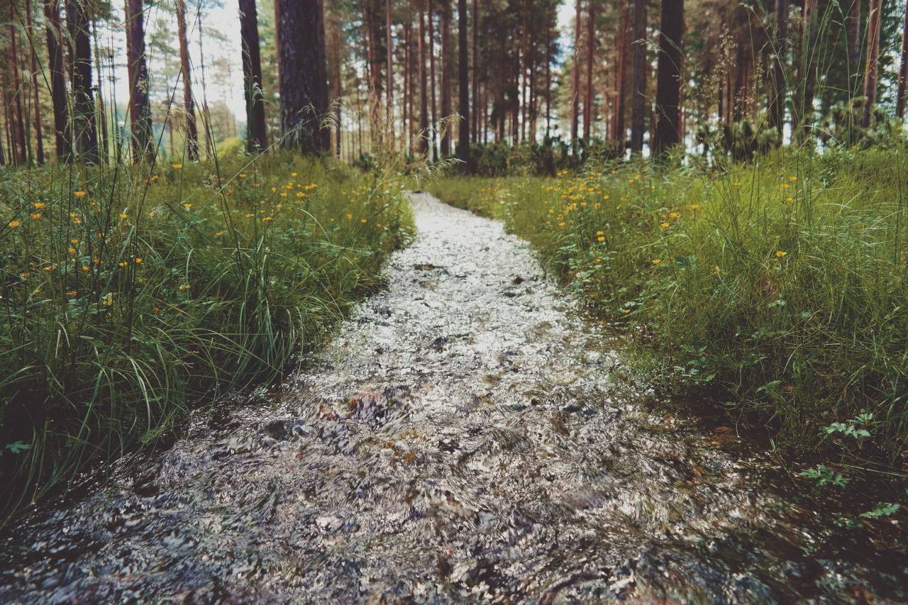 green, grass, outdoor, nature, water, flood, trees
, 
