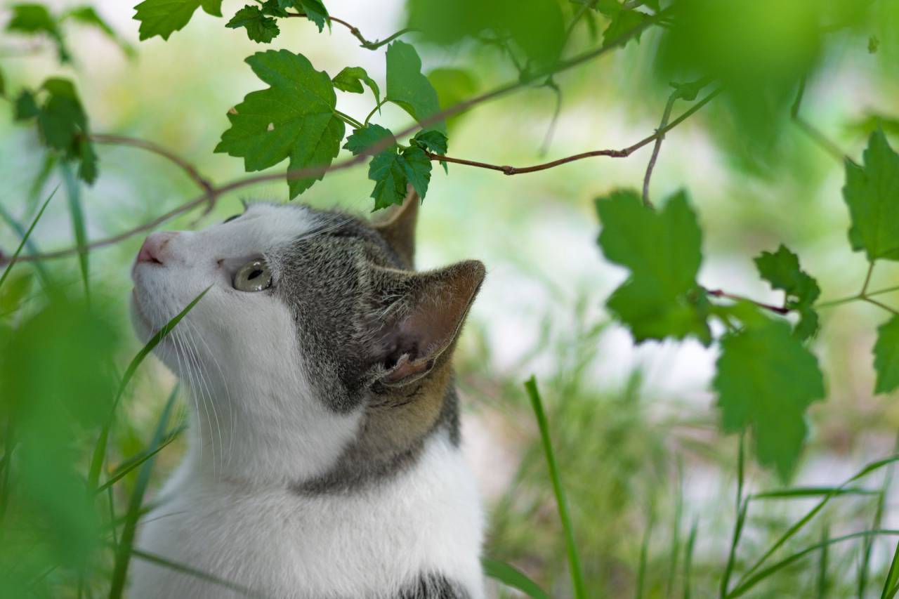 green, plant, backyard, nature, cat, pet, animal
, 