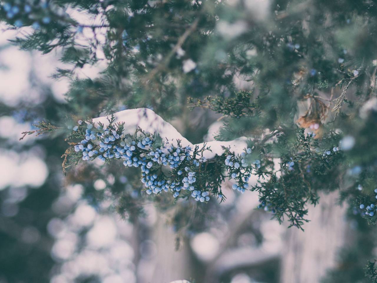 green, plant, blueberry, fruit, food, farm, field, outdoor, nature, blur, bokeh
, 