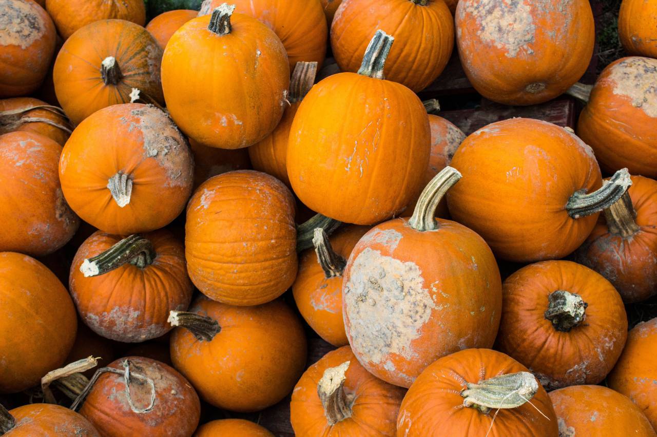 harvest, winter, squash, vegetable, pumpkin, halloween
, 