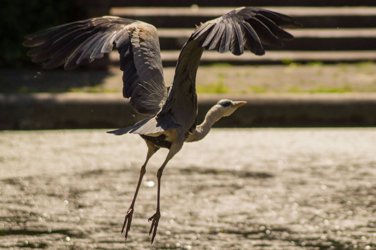 garza, pájaro, alas, vuelo, agua,