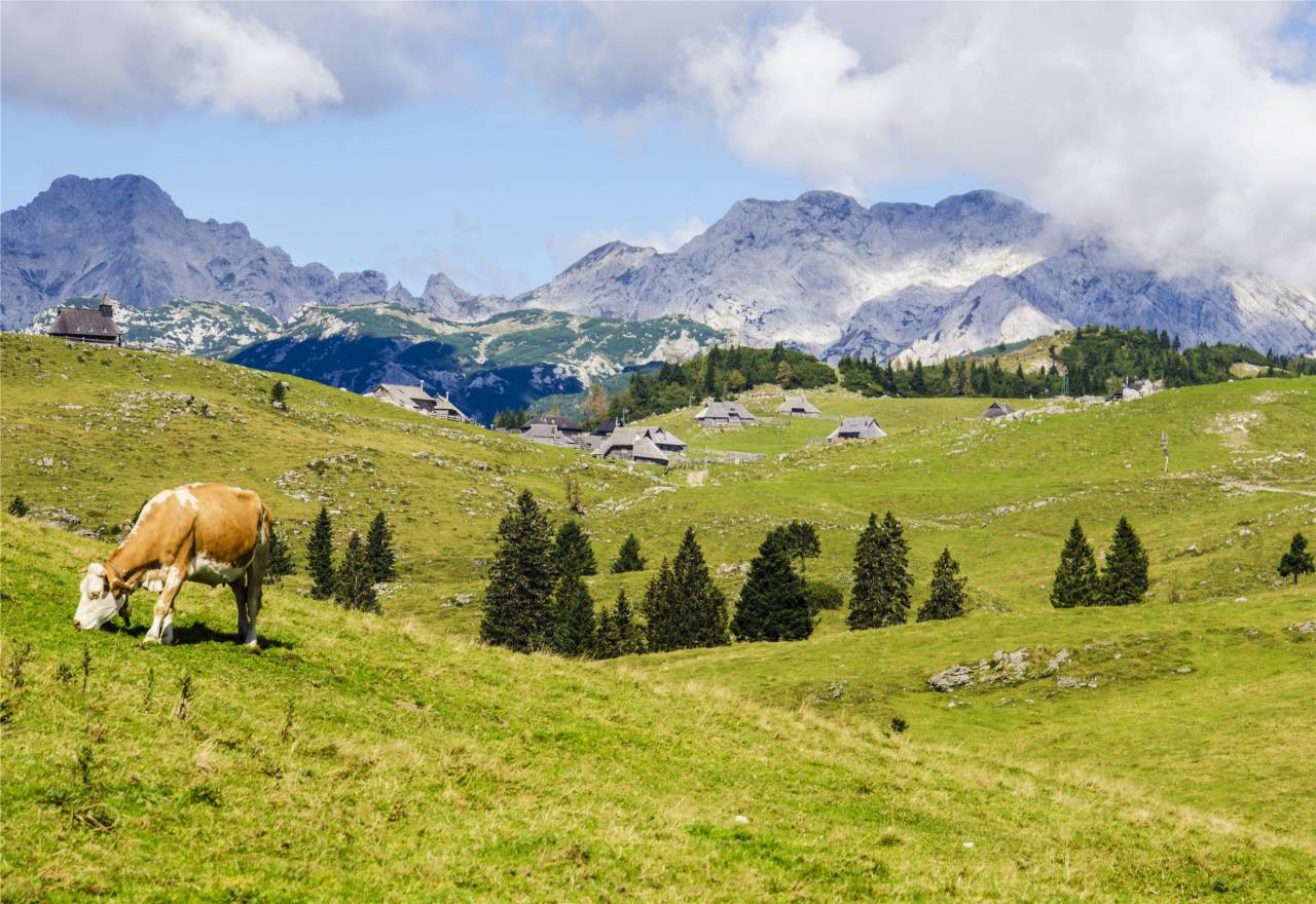 paisaje, verde, pasto, campos, vaca, animal, montañas, colinas, naturaleza, nubes,