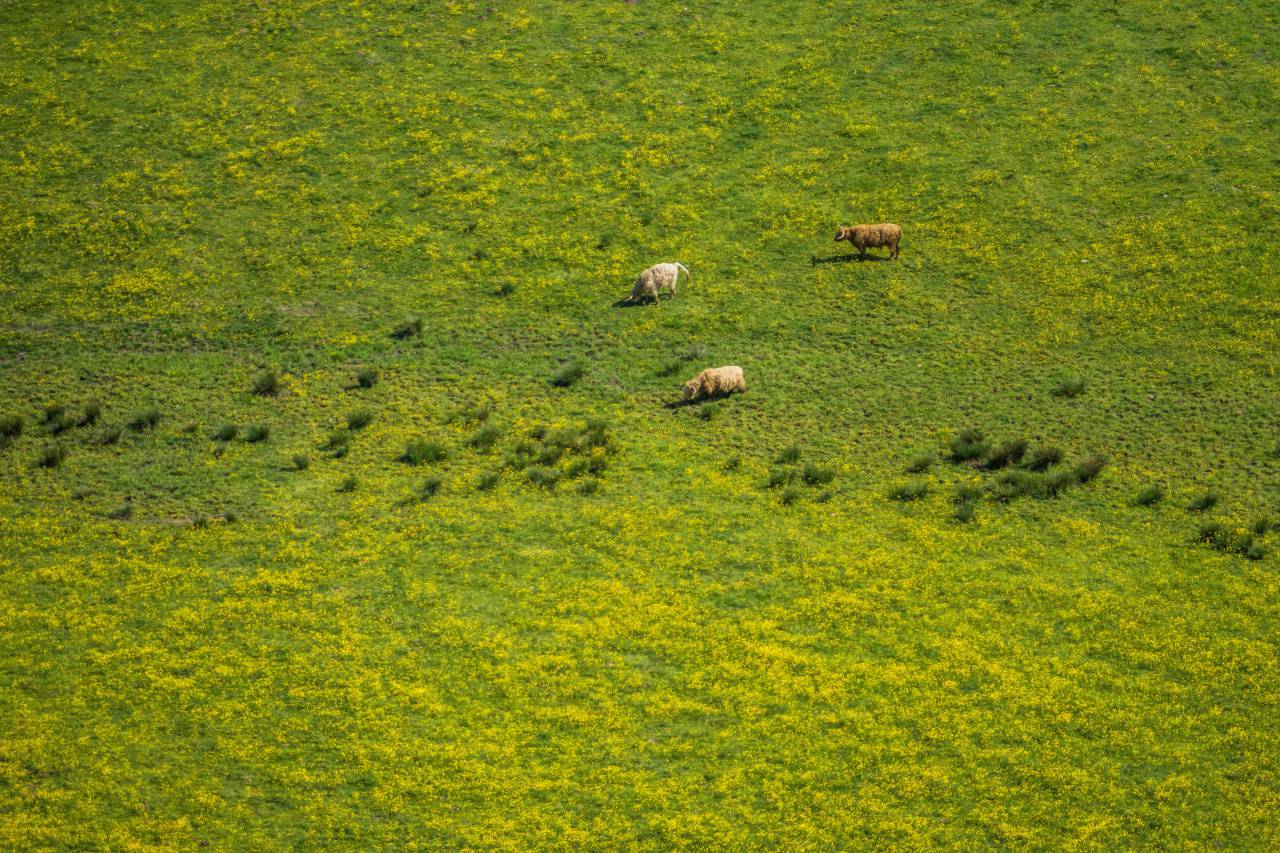 landscape, highland, nature, green, grass, farm, livestock, sheep, animal
, 