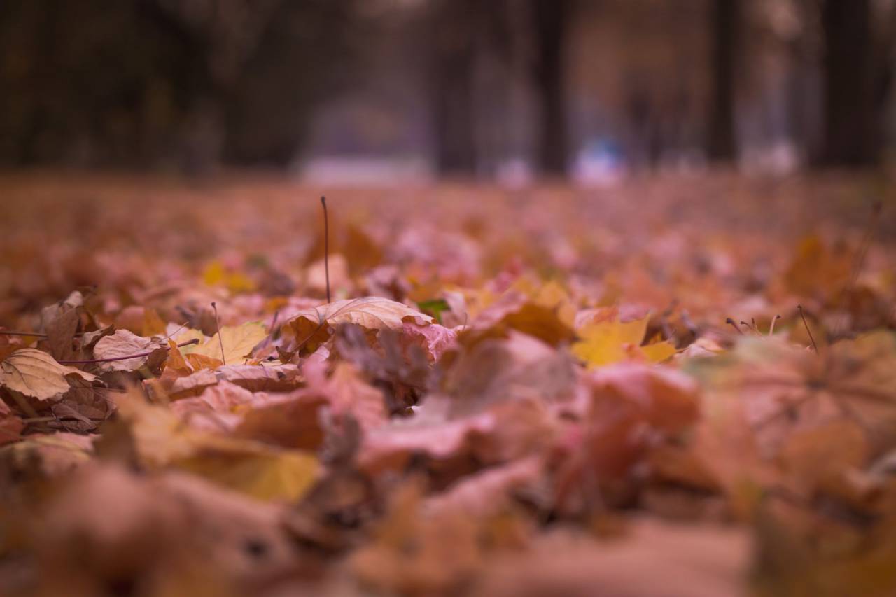 hoja, otoño, otoño, naturaleza, desenfoque, al aire libre,