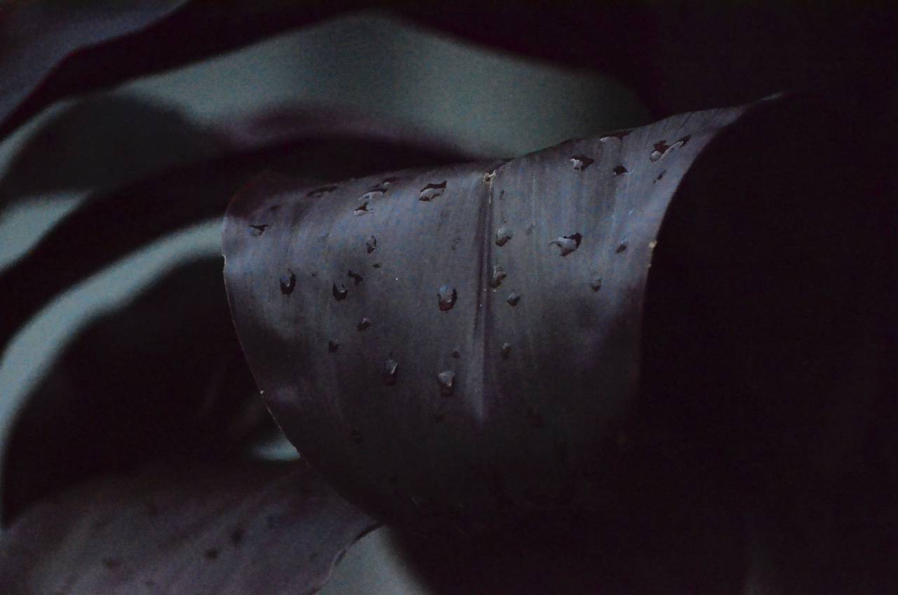 hojas, oscuro, agua, gota, plantas, jardín,