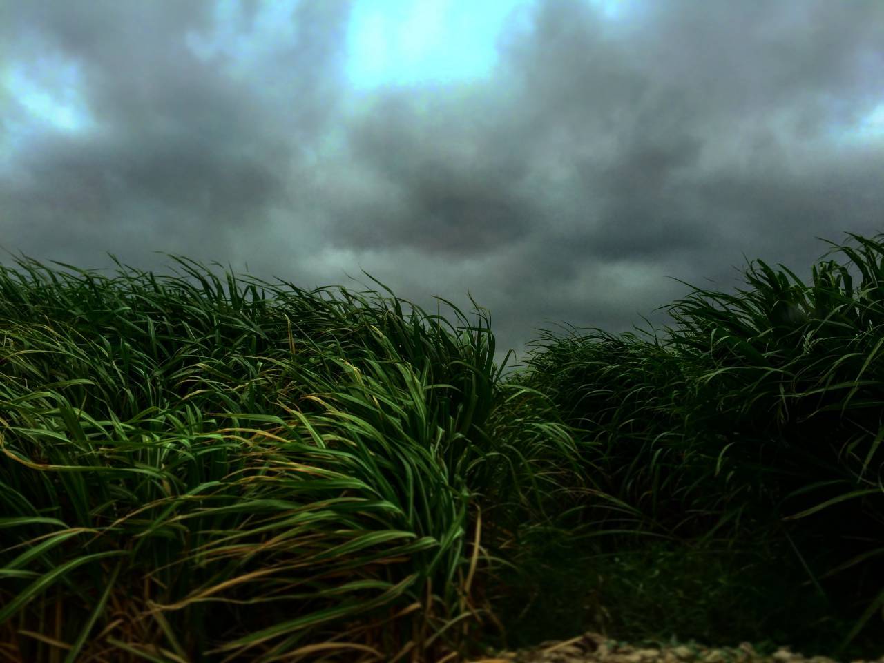 naturaleza, hierba, búfalo, balanceo, viento, cielo, nubes, todavía, bokeh,