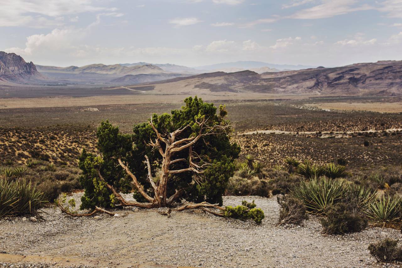 naturaleza, paisaje, árboles, hojas, verde, nubes, cielo, viajes, aventuras,