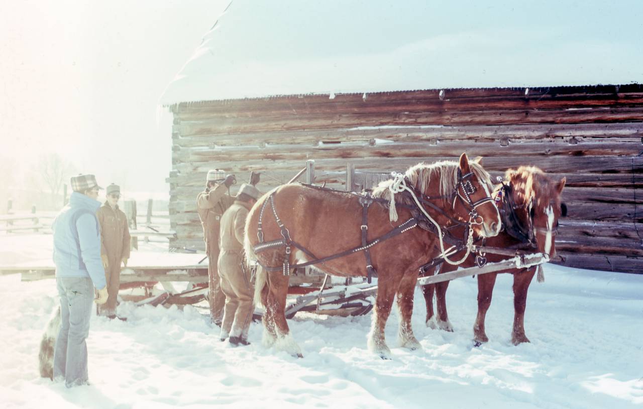 people, men, field, horse, animal, harness, adventure, wooden, fence, snow, winter, sunny, day
, 
