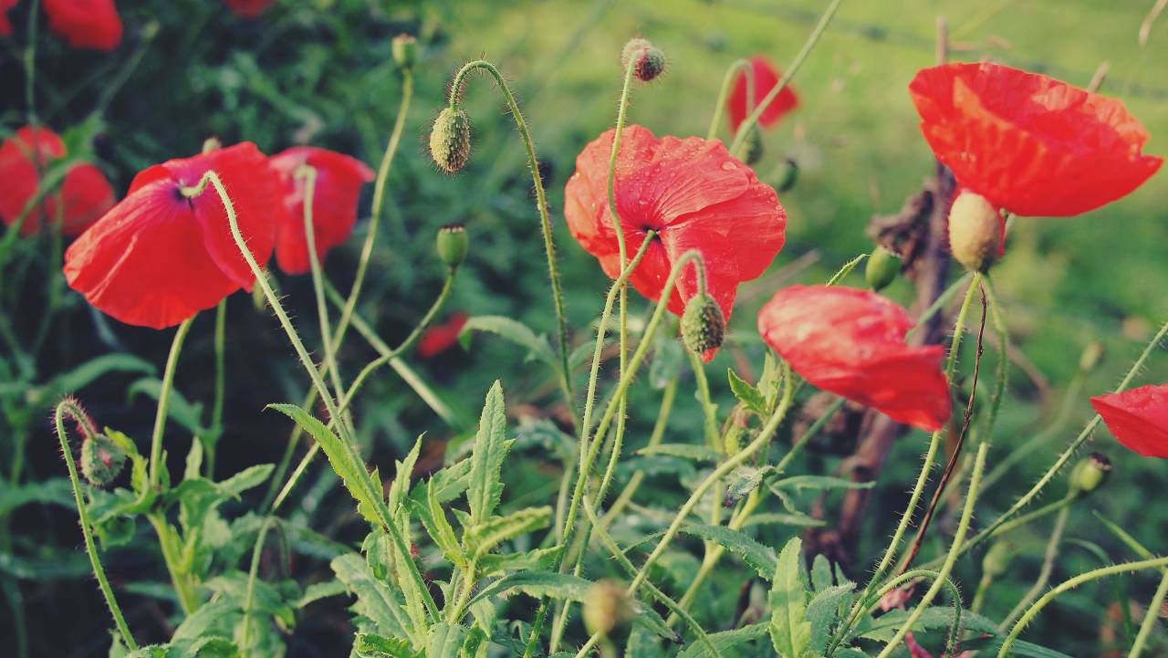 rojo, amapolas, flores, jardín,